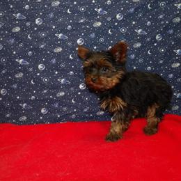 Yorkshire Terrier Puppy Joey - Male, Playful and Affectionate in Paterson, nj