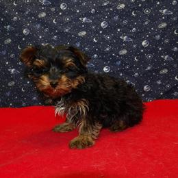 Yorkshire Terrier Puppy Jonah – Male, Affectionate and Playful in Paterson, nj