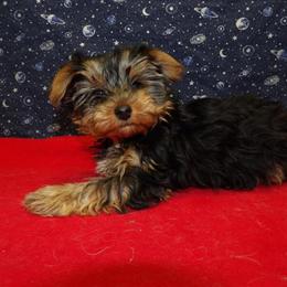Yorkshire Terrier Puppy Janet Available for Adoption in Paterson, nj