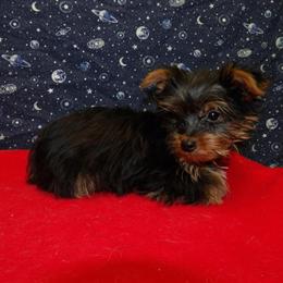 Male Yorkshire Terrier Puppy Jack Available for Adoption in Paterson, nj