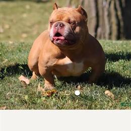 Micro Bully - 5 Month Old Male with Papers in Ligonier, pa