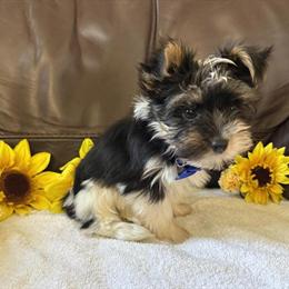 Yorkshire Terrier Puppy Ready for Forever Home in Lexington, ky