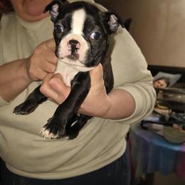 Boston Terrier Puppy Available in Evansville, in