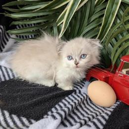 Munchkin Kittens and Scottish Kilt Kittens Available in Indianapolis, in