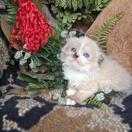 Munchkin Kittens Ready for New Homes This Month in Indianapolis, in
