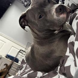 Bully Mix - 8 Months Old, Friendly with Kids in Redford, mi