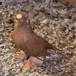 Uzbek Pigeons for Sale in Phoenix, az
