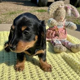 Miniature Long Hair Dachshund Puppies Available in Clayton, nc
