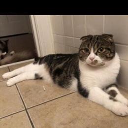 Female Scottish Fold Looking for a New Home in Roanoke, va