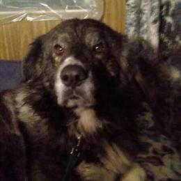 Great Pyrenees for Adoption in Oscoda, mi