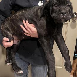Cane Corso Puppies Ready for New Homes in Olean, ny