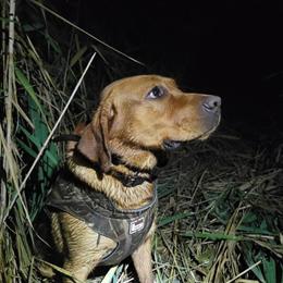 English Fox Red Male Available for Stud in Tiffin, oh