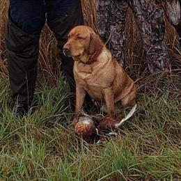 Fox Red Male Dog Available for Stud in Tiffin, oh