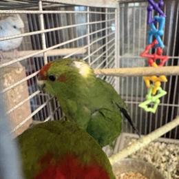 Kakariki Birds Ready for New Home in Pittsburgh, pa