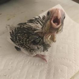 Cockatiels for Adoption - Whiteface Pearls Ready in Three Weeks in Pittsburgh, pa