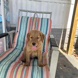 Golden Retriever Available with Vaccinations and Microchip in Lady Lake, fl