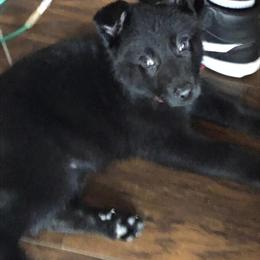 German Shepherd Available in Lady Lake, fl