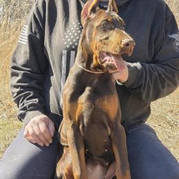 AKC Doberman Puppies Ready for New Homes in Knox, in