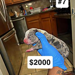 Razors Edge Puppies Available with First Shots in Massapequa Park, ny