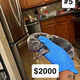 Purebred Puppies Available with First Shots in Massapequa Park, ny