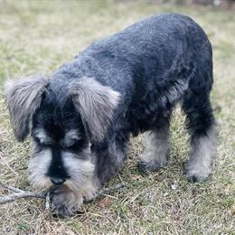 Miniature Schnauzer Stud Services Available in Portage, mi