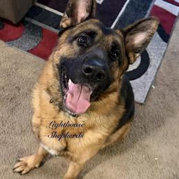 German Shepherd Puppies Ready for New Homes in Grand Haven, mi