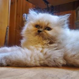 Female Himalayan Kitten - Blue and Cream Bicolor in Painesville, oh