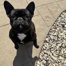 French Bulldog - 1 Year Old Female in Willoughby, oh