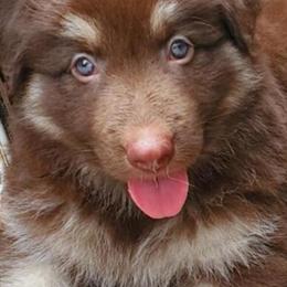 Female German Shepherd Puppy Available in College Station, tx