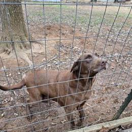 Labrador Retriever Puppies Ready for Adoption in Asheville, nc