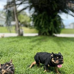 Stud French Bulldog - Big Rope Micro Frenchie L1 in Cape Coral, fl