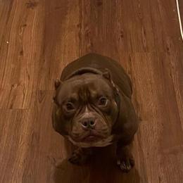 Chocolate Tri Micro Bully Female for Rehoming in Alexandria, va