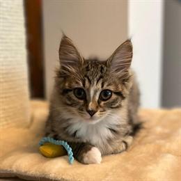 Persian Kittens - Hand Raised and Ready for Homes in Ohio City, oh