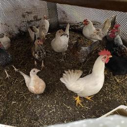 Bantam Birds for Sale at $20 Each in Michigan Center, mi
