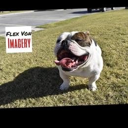American Bully Stud Service Available in Texas in Monahans, tx