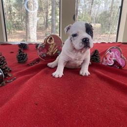 Exotic American Bully Puppies Available in Magnolia, tx