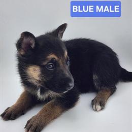 German Shepherd Puppies Ready for New Homes in Salisbury, md