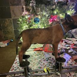 Belgian Malinois Puppies Available in Franklin, oh
