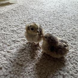 Lady Amherst Pheasant and Jumbo Quails for Sale in Warren, mi