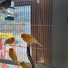 Canaries - Singing Males and Beautiful Females for Sale in Chicago, il