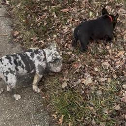 American Bully Puppies Ready for New Homes - $3500 or Best Offer in Baltimore, md