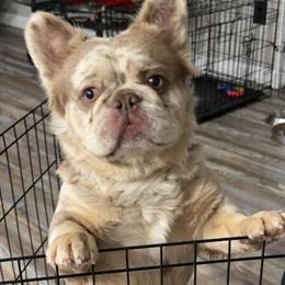 Isabella Merle French Bulldog - 15 Months Old in Utica, mi