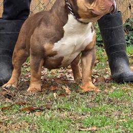 American Bully Ready for Deposit in Augusta, ga