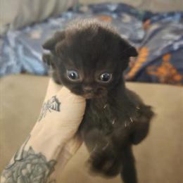 Scottish Fold Kittens Available in Georgetown, in