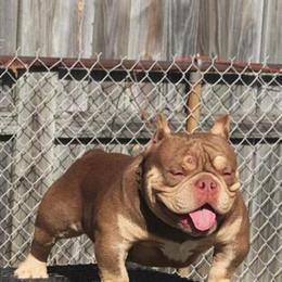 American Bully Stud Available for Early Lock Ins at $800 in Augusta, ga