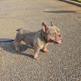 Micro Bully Lilac Tri Stud Available in Prattville, al