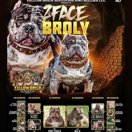 Merle Stud Service - Blue Tri Broly Available in Spring Hill, fl