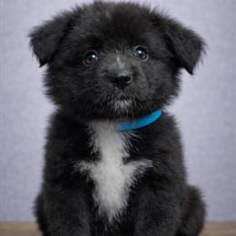 Australian Shepherd Puppies with Blue Eyes – Champion Sired and Ready Now in Muskogee, ok