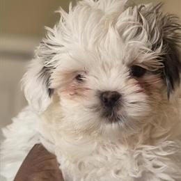 Maltese/Shih Tzu Puppies - 2 Female Available for $700 in Conyers, ga