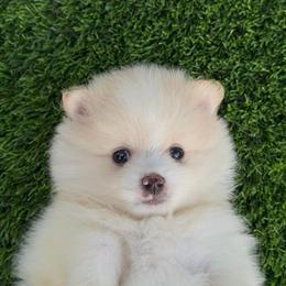 Purebred Pomeranian Puppy Boy Ready for New Home in Miami, fl